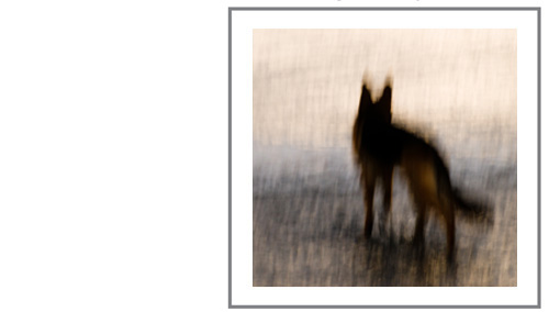 Image of Walking the Dog Exhibition Invitation